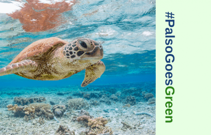 Καλοκαίρι και ενημέρωση για την προστασία θαλάσσιων ειδών! – #PalsoGoesGreen